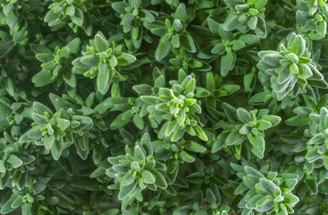 culinary herb thyme close up top view