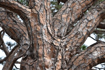 trunk of a tree bark