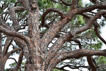 live oak tree branches natural bark