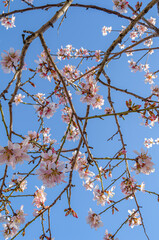 Almond trees in blossom in springtime