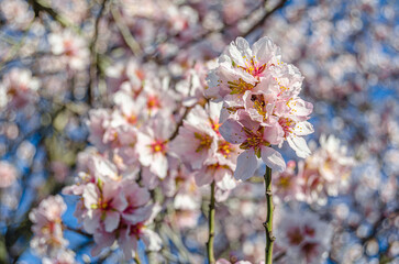 Almond trees in blossom in springtime