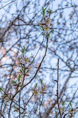 Almond trees in blossom in springtime