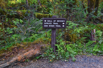 Hall of Mosses and Spruce Nature Trail, Hoh Rainforest, Olympic National Park, Washington, United States, America.
