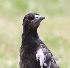 Portrait of a juvenile Australian magpie bird on the ground