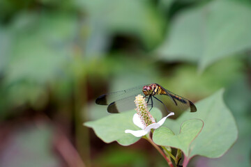 ドクダミ草に止まるアキアカネ