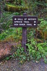 Hall of Mosses and Spruce Nature Trail, Hoh Rainforest, Olympic National Park, Washington, United States, America.