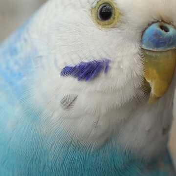 periquito