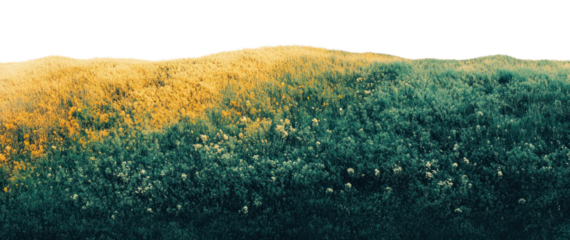 PNG Sunny river border landscape nature view.