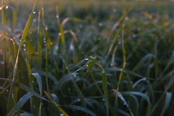 Obraz premium Dew or rain drops on fresh green wheat on sunrise. Nice bokeh effect of early morning golden hour. Meditation of plants birds and insects. Sun glares in a village. Kyiv, Ukraine. High resolution.