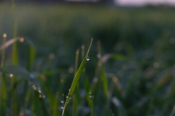 Dew or rain drops on fresh green wheat on sunrise. Nice bokeh effect of early morning golden hour. Meditation of plants birds and insects. Sun glares in a village. Kyiv, Ukraine. High resolution.