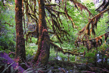 Hall of Mosses and Spruce Nature Trail, Hoh Rainforest, Olympic National Park, Washington, United States, America.