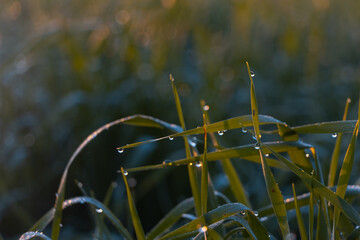 Dew or rain drops on fresh green wheat on sunrise. Nice bokeh effect of early morning golden hour. Meditation of plants birds and insects. Sun glares in a village. Kyiv, Ukraine. High resolution.
