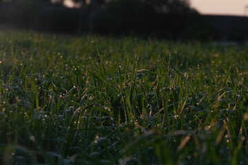 Dew or rain drops on fresh green wheat on sunrise. Nice bokeh effect of early morning golden hour. Meditation of plants birds and insects. Sun glares in a village. Kyiv, Ukraine. High resolution.