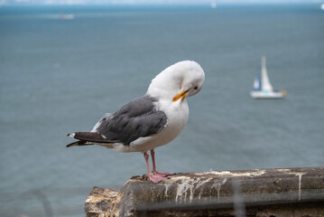 A seagull standing with the sea in the background is grooming its body with its beak.