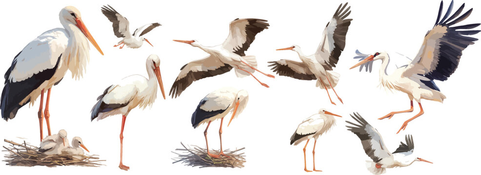 stork watercolor clipart