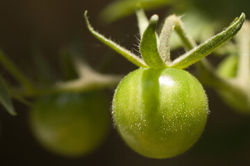 tomate
