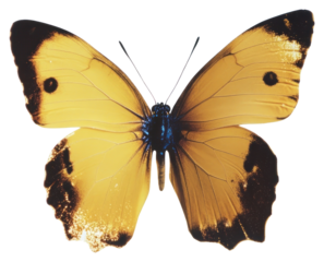 PNG Yellow butterfly photography insect invertebrate.