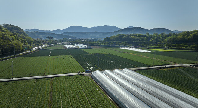 파,잎,밭고랑,논밭,도로,비닐하우스,삼가면,합천군,경남