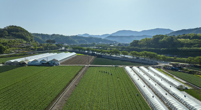 파,잎,밭고랑,논밭,도로,비닐하우스,삼가면,합천군,경남