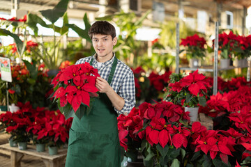 Guy employee in apron inspects plants on shelf of counter, with pot in hands checks poinsettia...