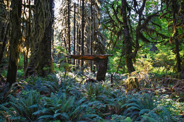 Hall of Mosses and Spruce Nature Trail, Hoh Rainforest, Olympic National Park, Washington, United States, America.
