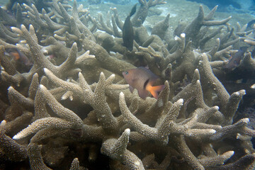 Beautiful large spiny coral (Acropora robusta) on the reef, with a small damselfish.Taken in the...