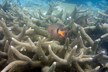 Beautiful large spiny coral (Acropora robusta) on the reef, with a small damselfish.Taken in the...