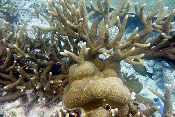 Beautiful large stony coral,(Acropora robusta) on the reef in the Maldives.