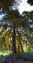 Hall of Mosses and Spruce Nature Trail, Hoh Rainforest, Olympic National Park, Washington, United States, America.