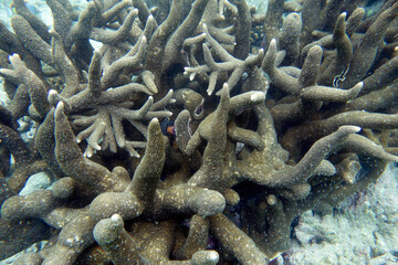 Beautiful large stony coral,(Acropora robusta) on the reef in the Maldives.