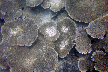 Beautiful large table corals,(Acropora hyacinthus) on the reef in the Maldives.