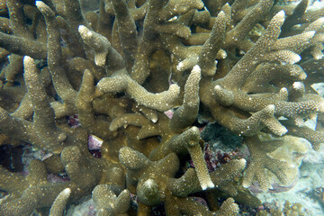 Beautiful large Ragged coral,(Acropora robusta) on the reef in the Maldives.