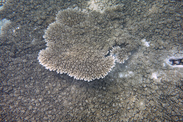 Beautiful large table corals,(Acropora hyacinthus) on the reef in the Maldives.