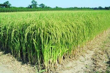 Expansive View of Vibrant Paddy Fields Under Warm Afternoon Lighting, Capturing Grains on Stalk in Stunning Raw Detail, Ideal for Agricultural and Nature Themes