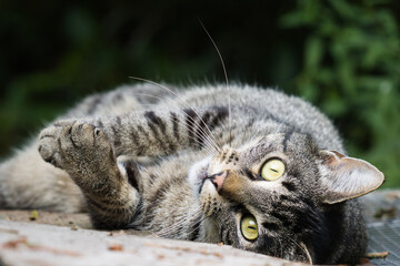 Beautiful Grey Black Cat