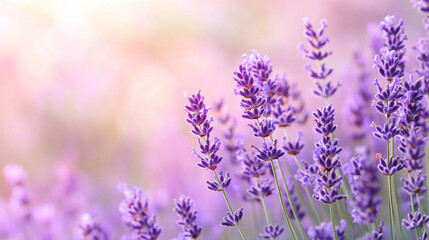 Naklejka premium A calming gradient of soft peach transitioning into lavender with a blurred effect creating a serene, peaceful backdrop for captions or design elements symbolizing tranquility and balance.