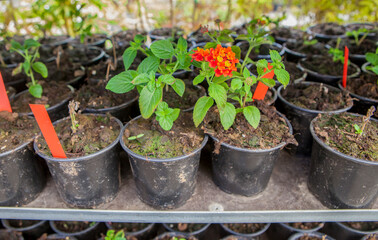 Lantana camara, flowering plant in the verbena family