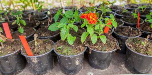 Lantana camara, flowering plant in the verbena family