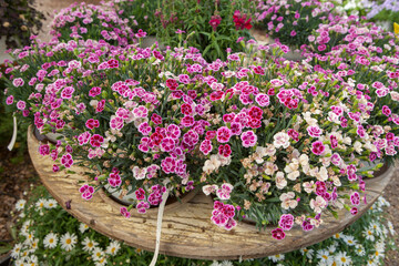 Dianthus caryophyllus also known as carnation