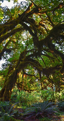 Hall of Mosses and Spruce Nature Trail, Hoh Rainforest, Olympic National Park, Washington, United States, America.