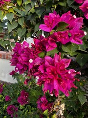 pink flowers in the garden