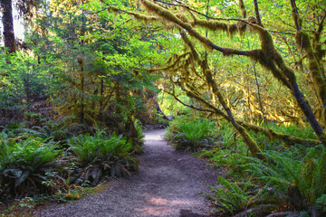 Hall of Mosses and Spruce Nature Trail, Hoh Rainforest, Olympic National Park, Washington, United States, America.