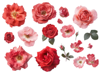 PNG Red roses floating petals elegant flower.