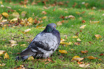 pigeon on the grass