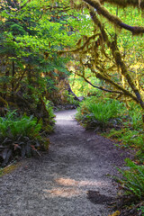 Hall of Mosses and Spruce Nature Trail, Hoh Rainforest, Olympic National Park, Washington, United States, America.