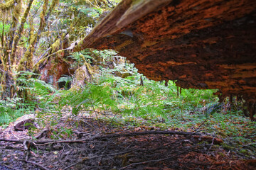 Hall of Mosses and Spruce Nature Trail, Hoh Rainforest, Olympic National Park, Washington, United States, America.