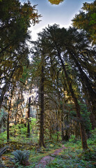 Hall of Mosses and Spruce Nature Trail, Hoh Rainforest, Olympic National Park, Washington, United States, America.