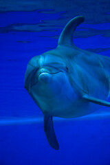 A dolphin is swimming in the ocean with its mouth open