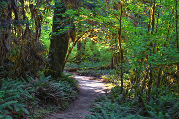 Hall of Mosses and Spruce Nature Trail, Hoh Rainforest, Olympic National Park, Washington, United States, America.