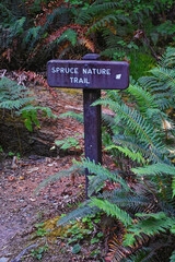 Hall of Mosses and Spruce Nature Trail, Hoh Rainforest, Olympic National Park, Washington, United States, America.